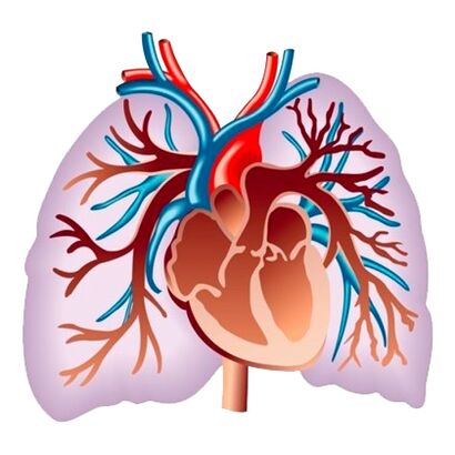 Efectul Pulsactive asupra sistemului cardiovascular